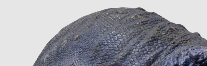 michel_elia's tweet photo. Guys!!! @Coolio_Art  and me are working on something and I warn that for now I won't give concrete details of the topic yet, because it's too early.  But I want to discuss with you something very important and it boils down to :

Feathers or not feathers in spinosaurs? thoughts? https://t.co/sSuZm4GzNU