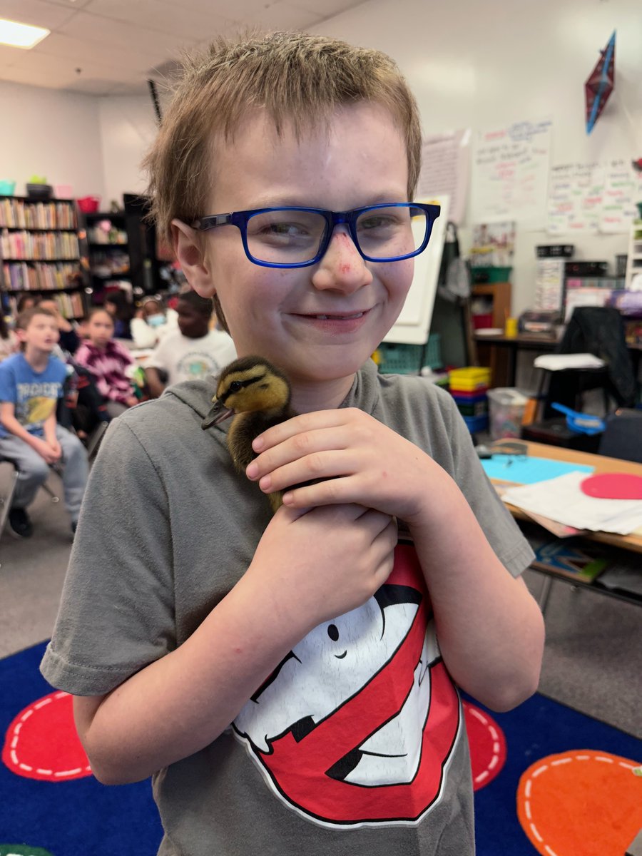 JCPSKY's tweet photo. 🐄 DAIRY COWS AND DUCKLINGS 🦆 | At @OkolonaES—a Title I urban school—many students don’t get the chance to interact with farm animals. So two second grade teachers decided to bring the farm to the classroom. ❤️

STORY ➡️ https://t.co/wqC1IrhMp8

#WeAreJCPS https://t.co/E1IbPCZKzK