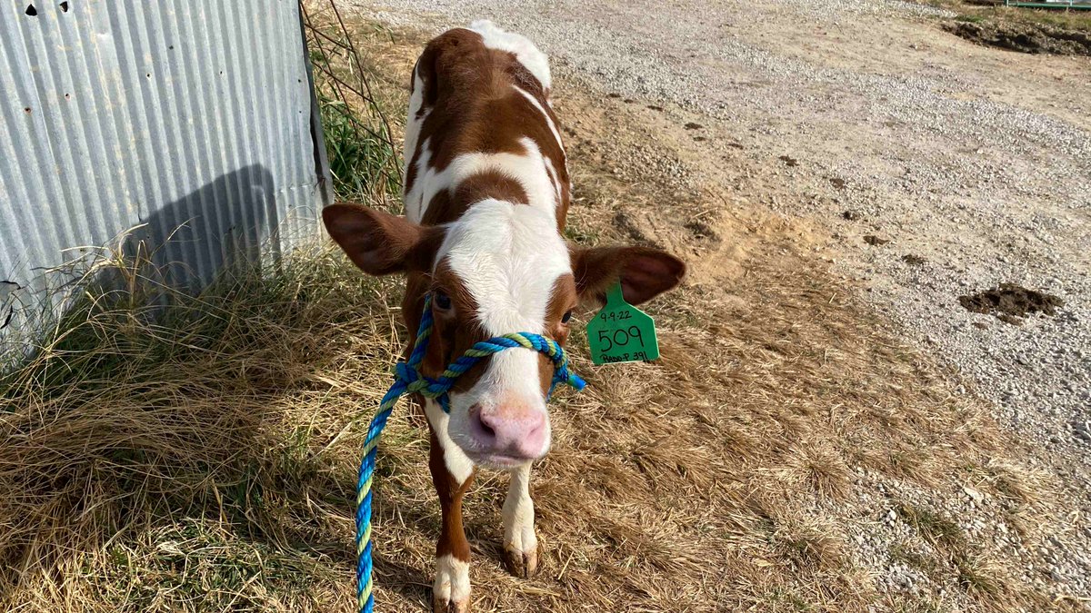 JCPSKY's tweet photo. 🐄 DAIRY COWS AND DUCKLINGS 🦆 | At @OkolonaES—a Title I urban school—many students don’t get the chance to interact with farm animals. So two second grade teachers decided to bring the farm to the classroom. ❤️

STORY ➡️ https://t.co/wqC1IrhMp8

#WeAreJCPS https://t.co/E1IbPCZKzK