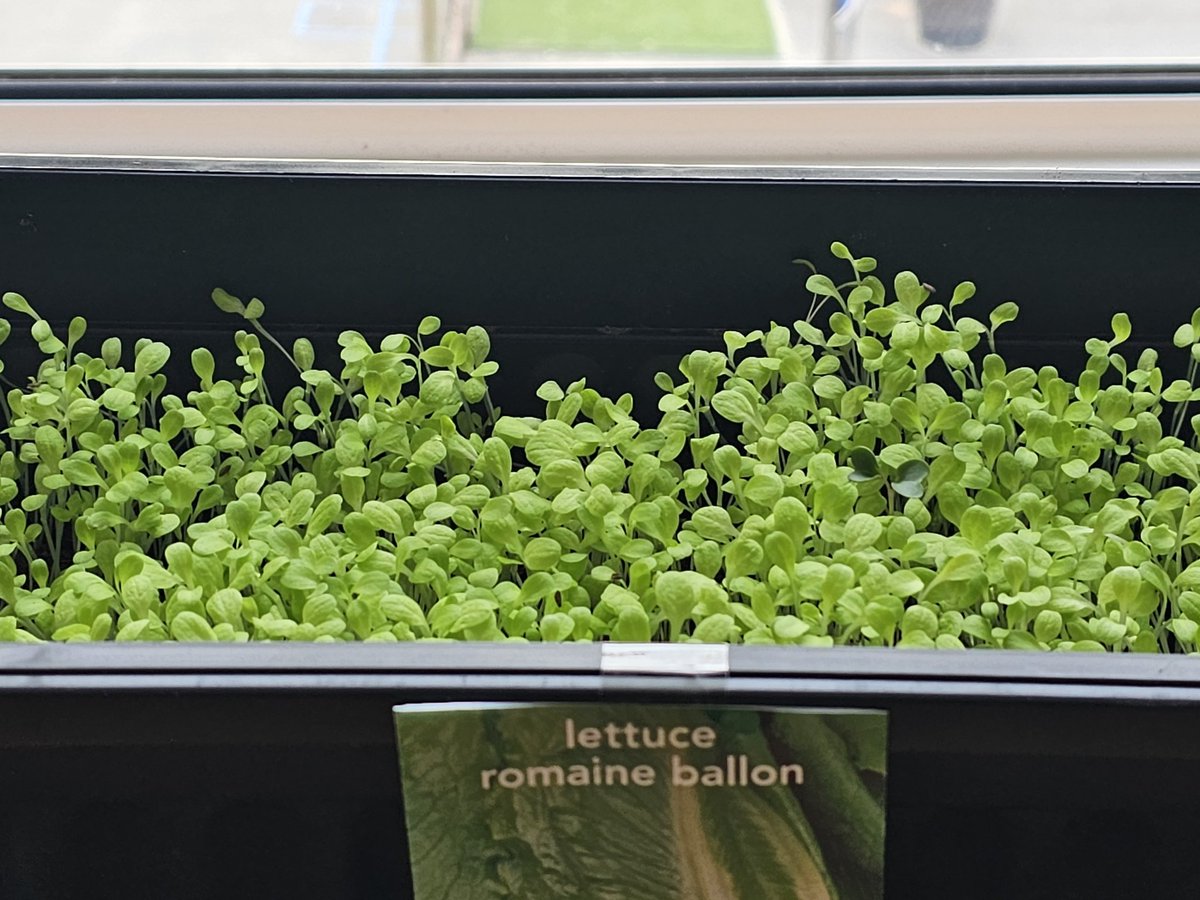AnielSunder97's tweet photo. The school I'm at has been doing loads to work on the #healthforlife project funded by @SFE_Tweets. My class has been particularly proud of one of our projects, planting and growing our own produce.

#greenfingers #primaryschool #primaryeducation #edutwitter #year3 https://t.co/Gd3Uu9oxoB
