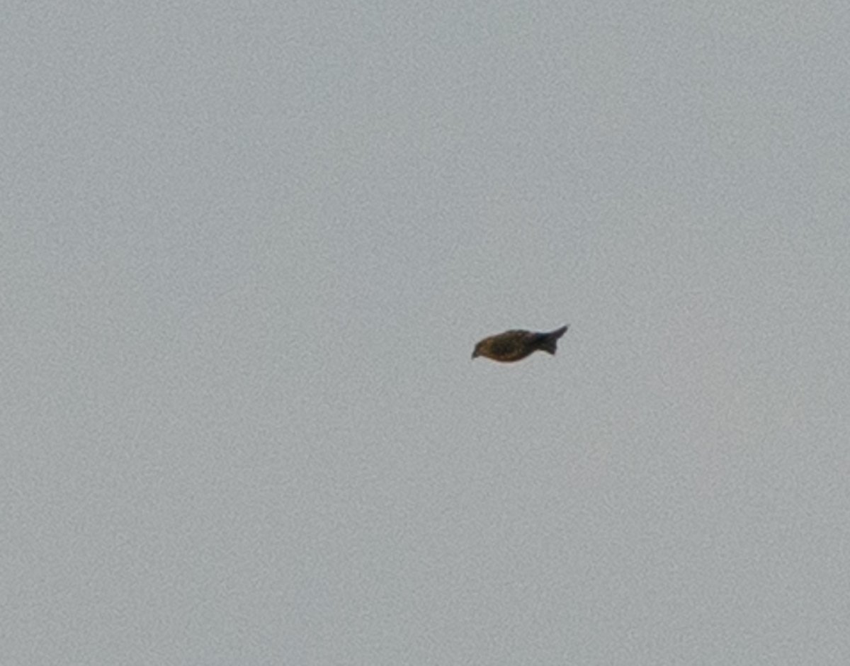 Jake_Gearty's tweet photo. 19 species of Wader around the patch today. A total of 103 Ruff (flocks of 77 & 26), 10 Wood Sandpiper, 1 Little Stint, 1 Greenshank, 1 Knot, 1 Grey Plover all on the flash. A single Crossbill chipped S was a new bird for the patch and felt insignificant compared to #WaderFest https://t.co/lkmjRiymOT