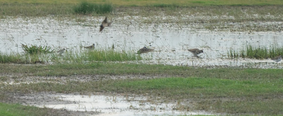 Jake_Gearty's tweet photo. 19 species of Wader around the patch today. A total of 103 Ruff (flocks of 77 & 26), 10 Wood Sandpiper, 1 Little Stint, 1 Greenshank, 1 Knot, 1 Grey Plover all on the flash. A single Crossbill chipped S was a new bird for the patch and felt insignificant compared to #WaderFest https://t.co/lkmjRiymOT