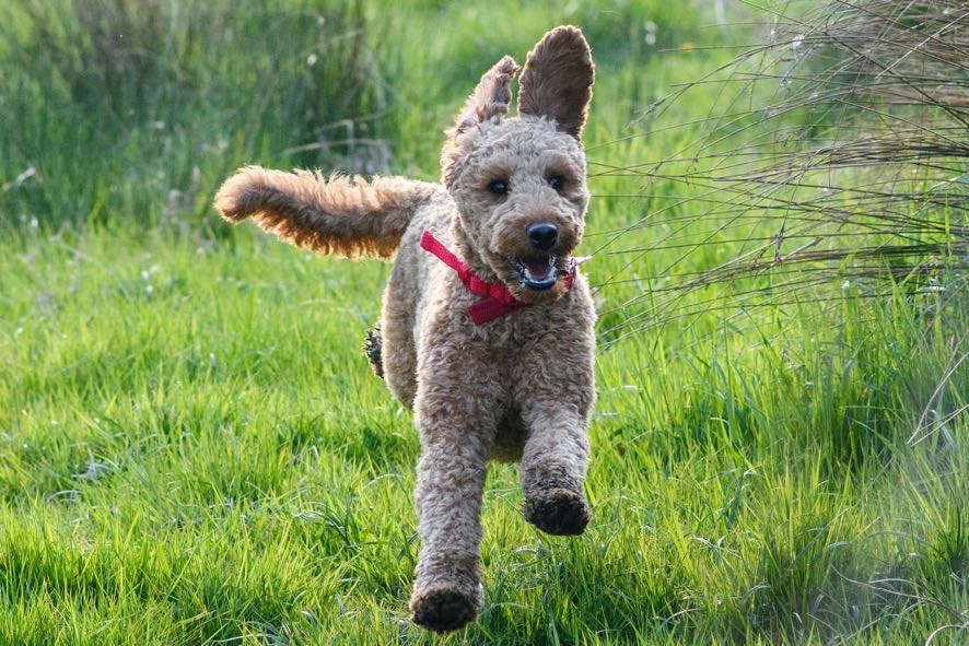 snake eyes tweet media