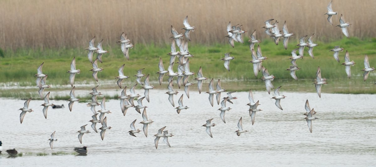 Jake_Gearty's tweet photo. 19 species of Wader around the patch today. A total of 103 Ruff (flocks of 77 & 26), 10 Wood Sandpiper, 1 Little Stint, 1 Greenshank, 1 Knot, 1 Grey Plover all on the flash. A single Crossbill chipped S was a new bird for the patch and felt insignificant compared to #WaderFest https://t.co/lkmjRiymOT