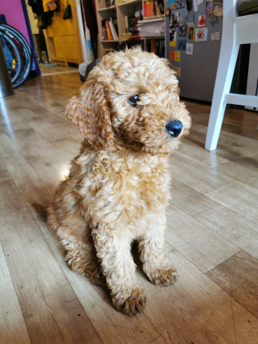 snake eyes tweet media