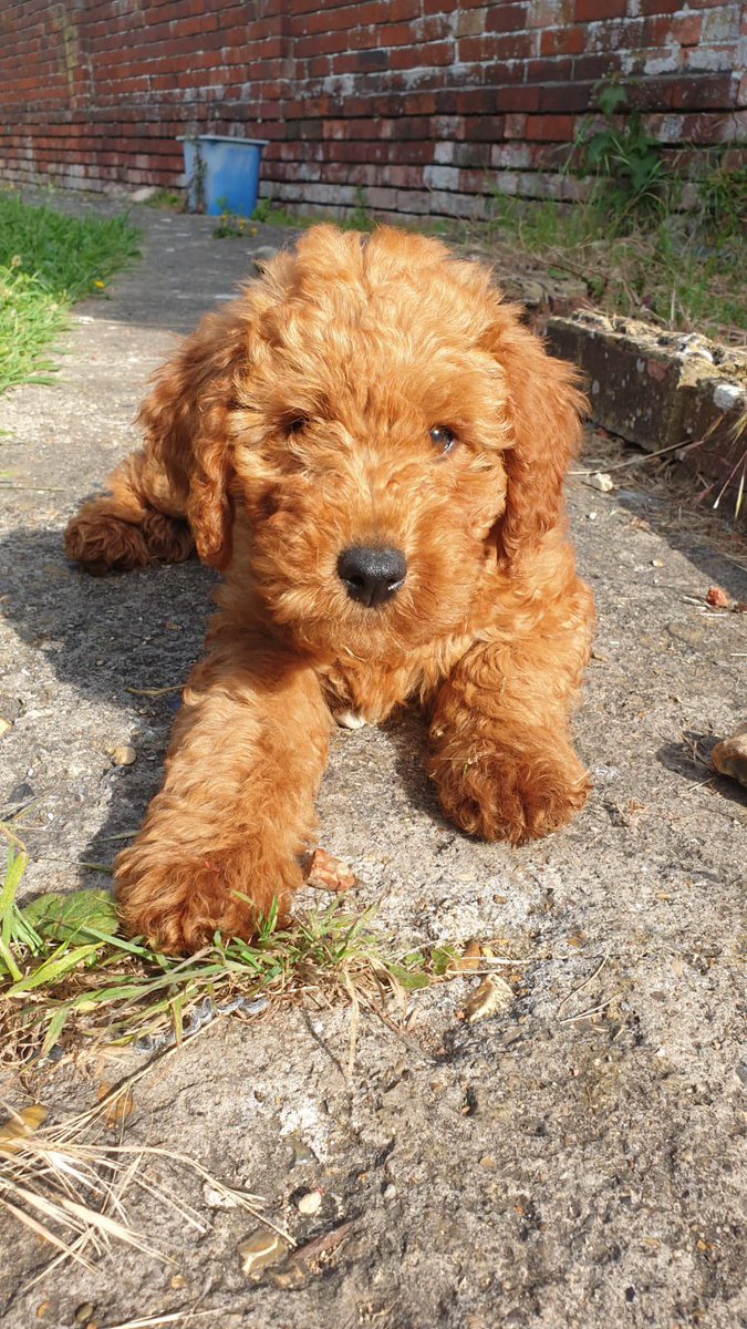 snake eyes tweet media