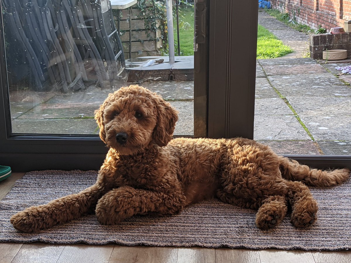 snake eyes tweet media