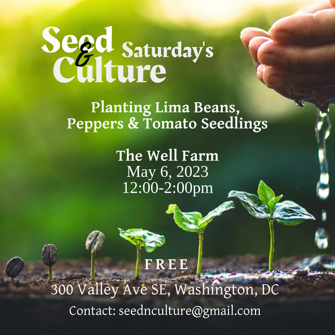 dc_greens's tweet photo. Seed &amp; Culture Saturdays are back at @ward8well! Join Falani of Byrd's Nest Box for an intergenerational workshop series exploring African American specialty crops, food culture &amp; seedling propagation. The weekly Saturday workshops will run from May to August at The Well. https://t.co/gRpj7Vxwtv