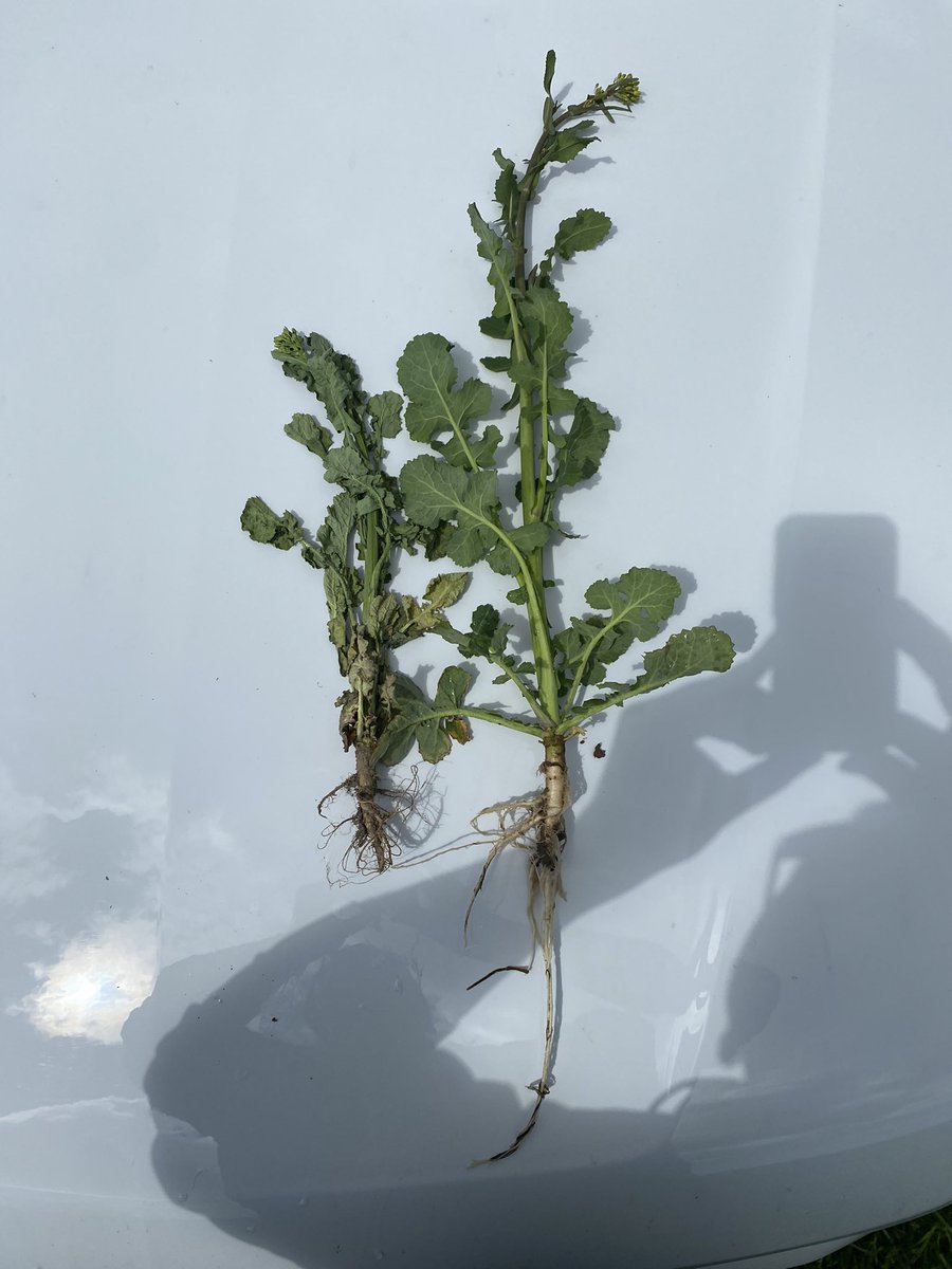 Something about seeing the first canola flower that gets you excited. Amazed at what a weeks growth in cold wet weather looks like!!