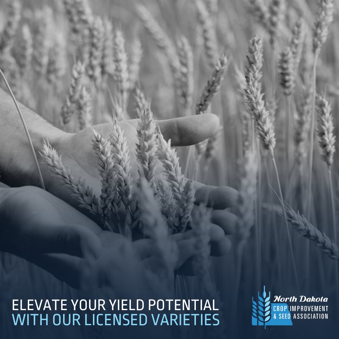 Grow with confidence. Our licensed seed varieties are backed by years of research and proven results. 

📞 701-838-6213

#SeedVarieties #GrowWithConfidence #AgTwitter