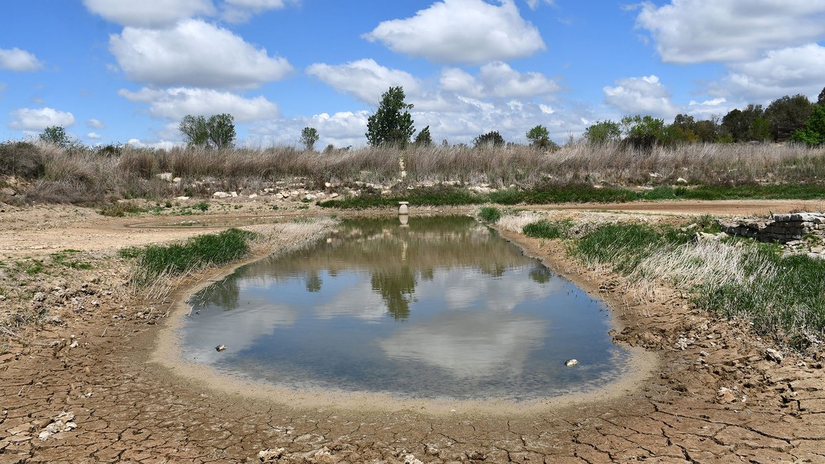 ramonsunyer's tweet photo. Passejant per la Bassa de Palouet amb molt poca aigua. Els peixos agonitzen i els #anics gairebé absents #boranit
@valldellobregos @lasegarra @SomSegarra @viladetora @caminsnatura @lasajolida @jolival65 @JmSantesm @mdolorssarries @jaumeramonsole @neowiffi @parramon @xavi_sunyer https://t.co/SaRzNECCku