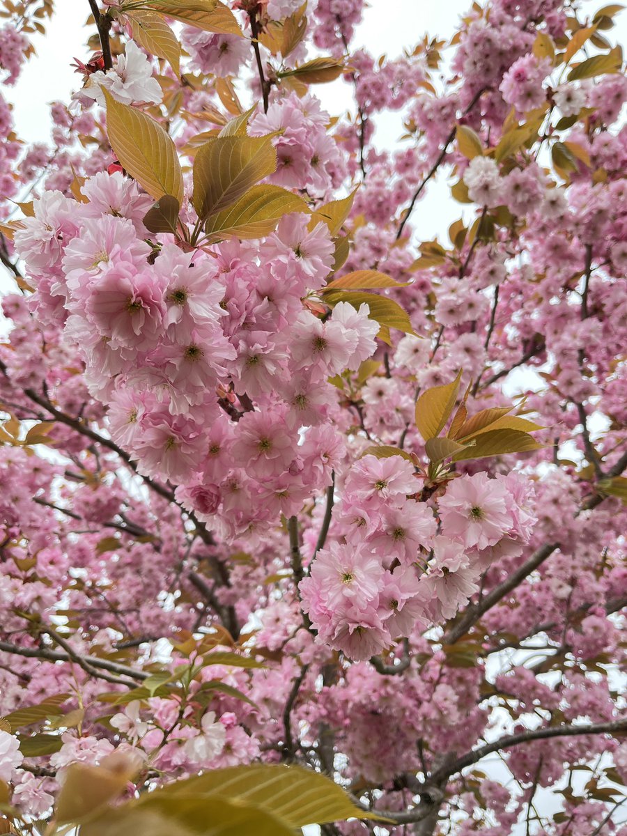 Juulia Spets tweet media