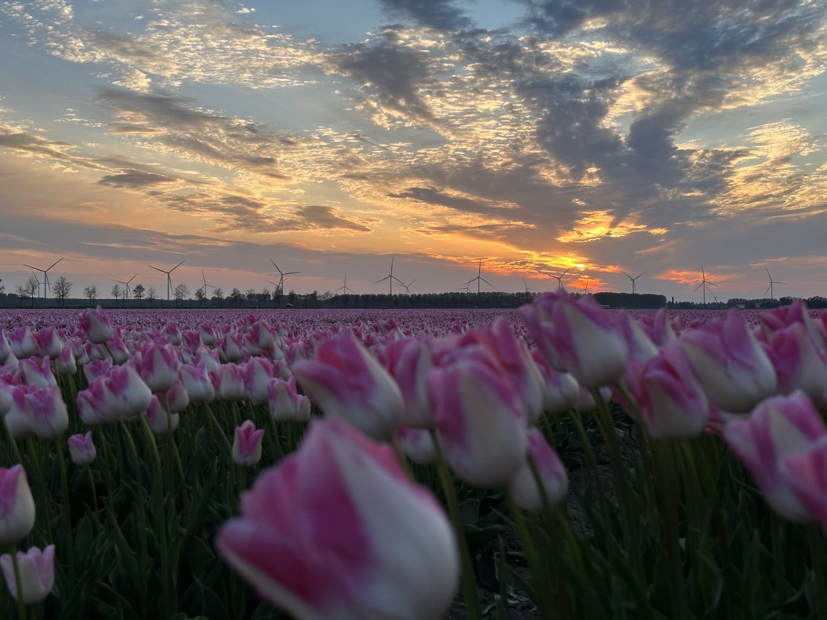 Na de Dodenherdenking in Dronten nog even gestopt bij de tulpen, omdat de lucht zo mooi was! <a href="/FlevolandWeer/">Flevoland Weer</a> <a href="/weermanrobert/">➡️ Robert de Vries</a> <a href="/TFlevoland/">Tulpenroute Flevoland 🌷</a> <a href="/Tulpenroute/">Tulpenroute Dronten</a>