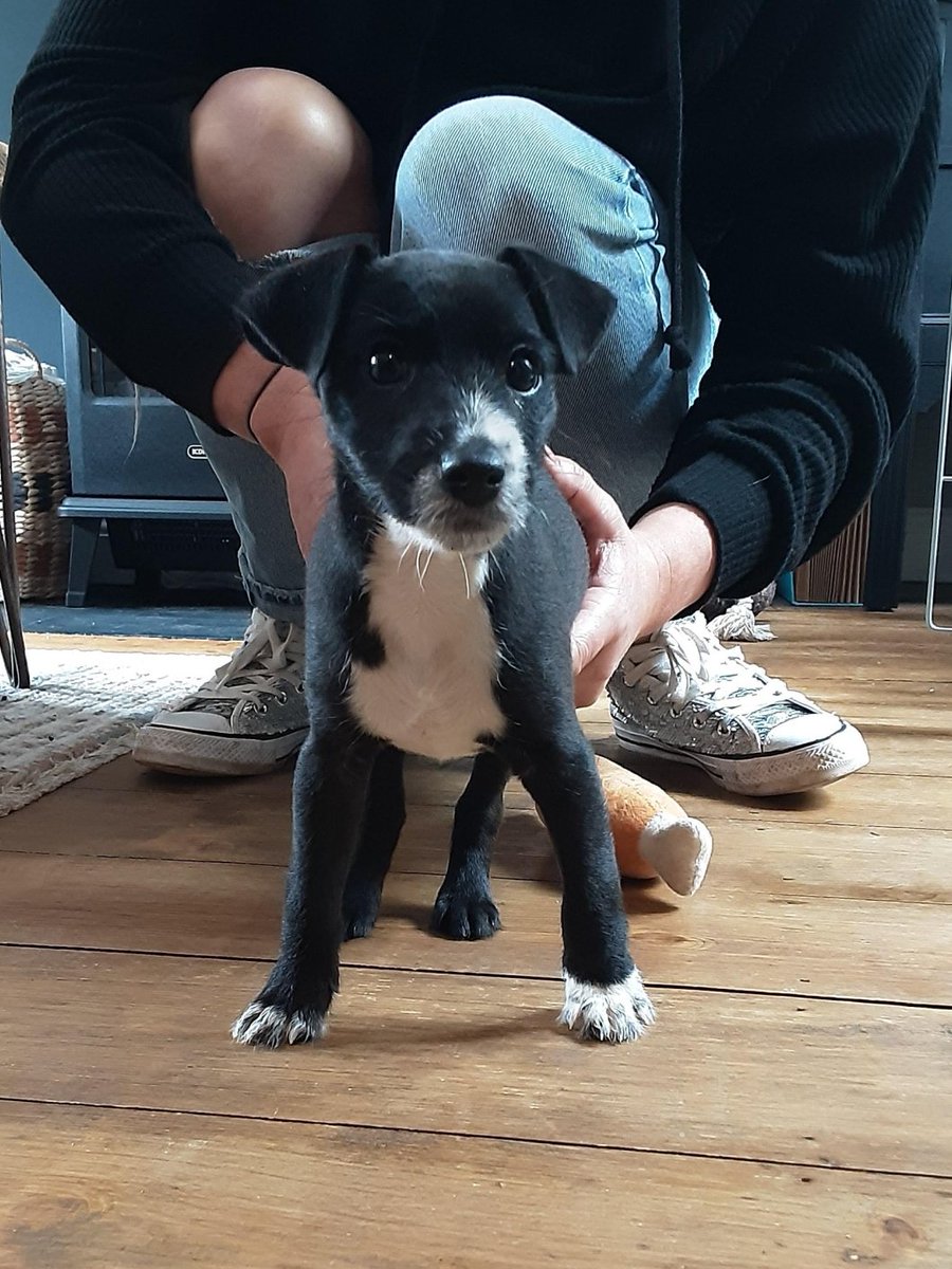 AdoptionsUk's tweet photo. Please retweet to HELP FIND THE OWNER OF THIS PUPPY FOUND #ARLESEY #BEDFORDSHIRE #UK

Now in a council pound, found 26 April.  
Terrier puppy aged about 8 weeks.    
He could be missing from another region, please share widely. 

DETAILS or APPLY👇 
https://t.co/UUUz8P3mK9
 #dogs https://t.co/bHla34Vf65