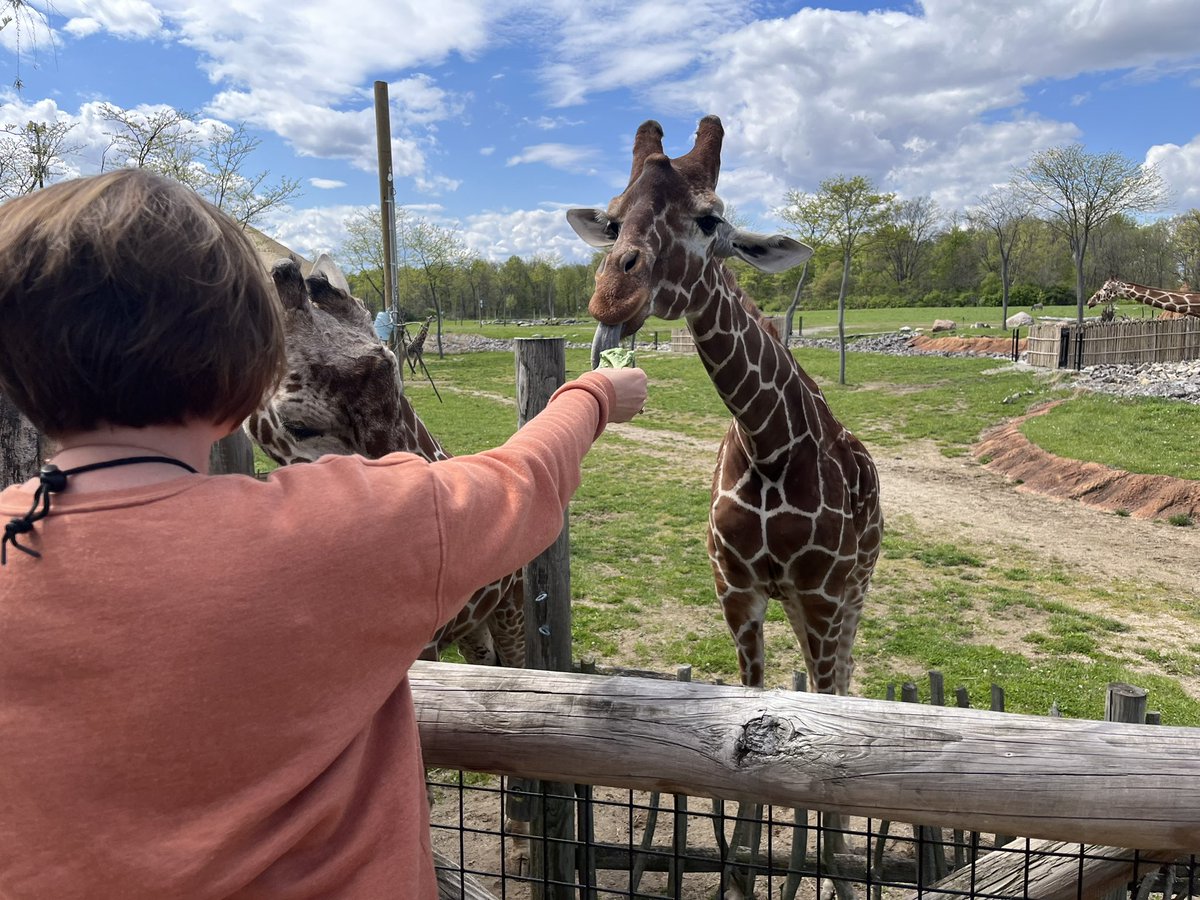 Giraffe feeding time!