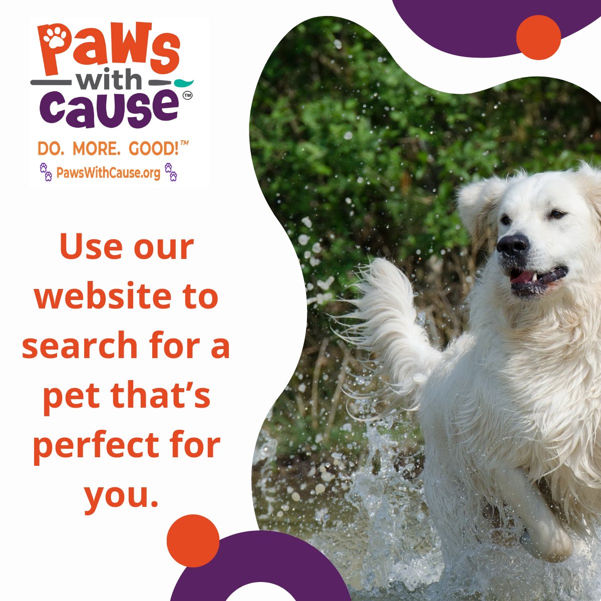 PawswithCause tweet media