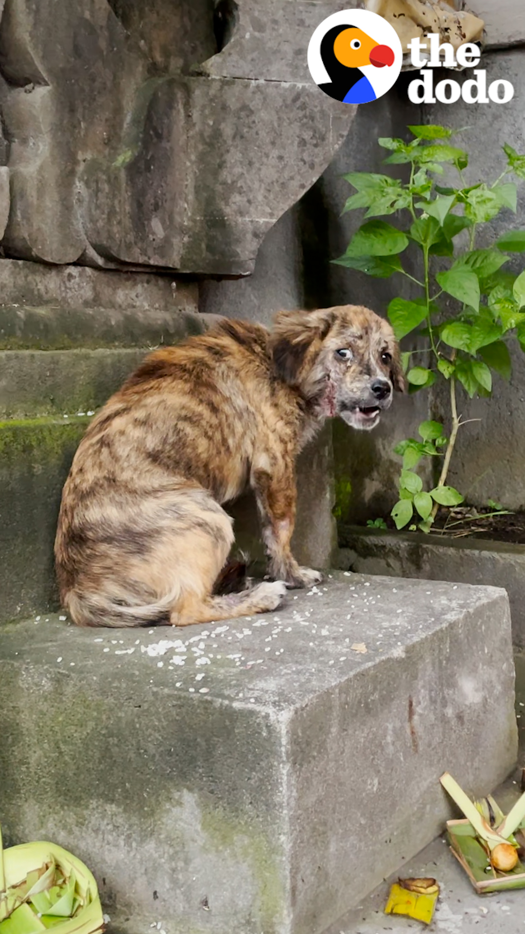 The Dodo on Twitter "When this tiny pup finally gets rescued and