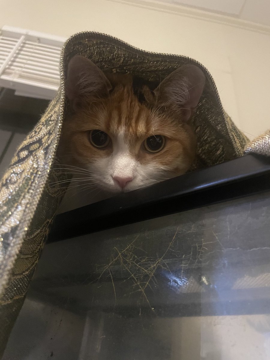 Shannon Kuznar, PhD (she/her) tweet media