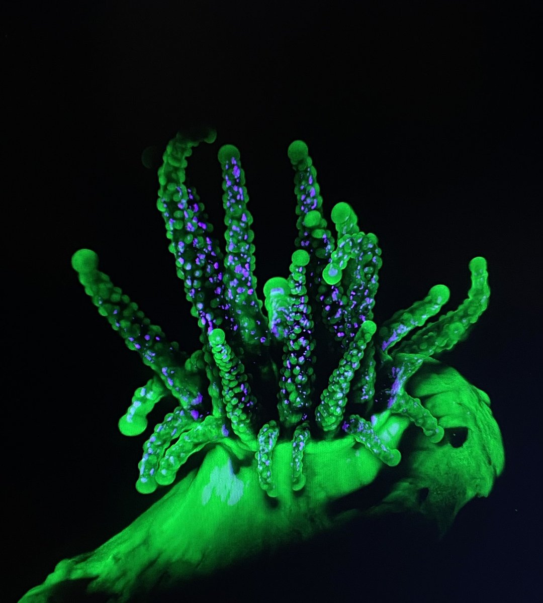 Nat_Prunet's tweet image. Beautiful #coral imaged on @zeiss_micro #lightsheet 7 #microscope 

#aqlm2023 @AQLMMBL #micriscopy