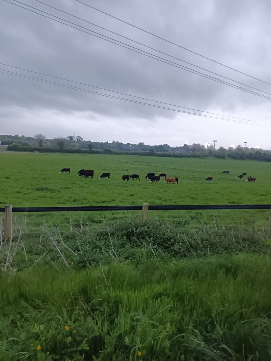 WildersLiz's tweet photo. #Day123 #Day853
#100daysofwalking #200daysofwalking 
 #round3crew @NTBreakfast #MentalHealthAwareness #Kildare  
Chilly wind and icy rain, glad I brought my 🧤 I thought it was May🤣😉 https://t.co/UztF7IIkD5