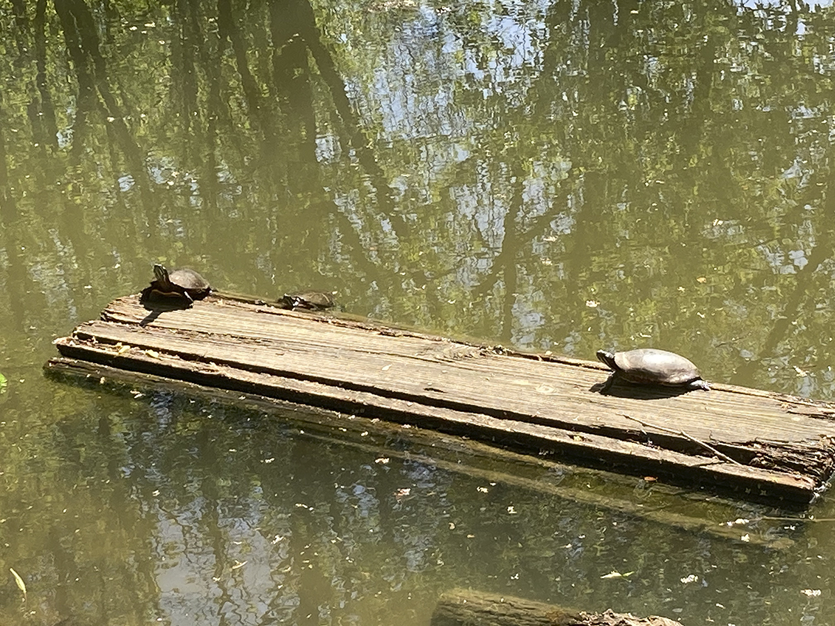 HarfordCC's tweet photo. Harford is home to Fighting Owls and TURTLES! 🐢 Campus pond – perfect place for real-life research experiences in #STEM education. Maybe we need a new mascot??? @AA_ecoprof https://t.co/KW1DQWBPYH