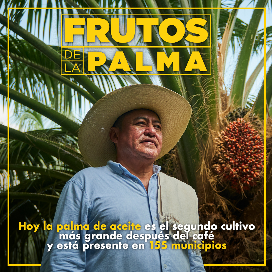 🌴😜El cultivo de palma de aceite se encuentra en 155 municipios, da trabajo, transformación en comunidades y oportunidades. Estos son los #FrutosDeLaPalma que  hacen parte del sello que identifica al aceite de palma 100% Colombiano.