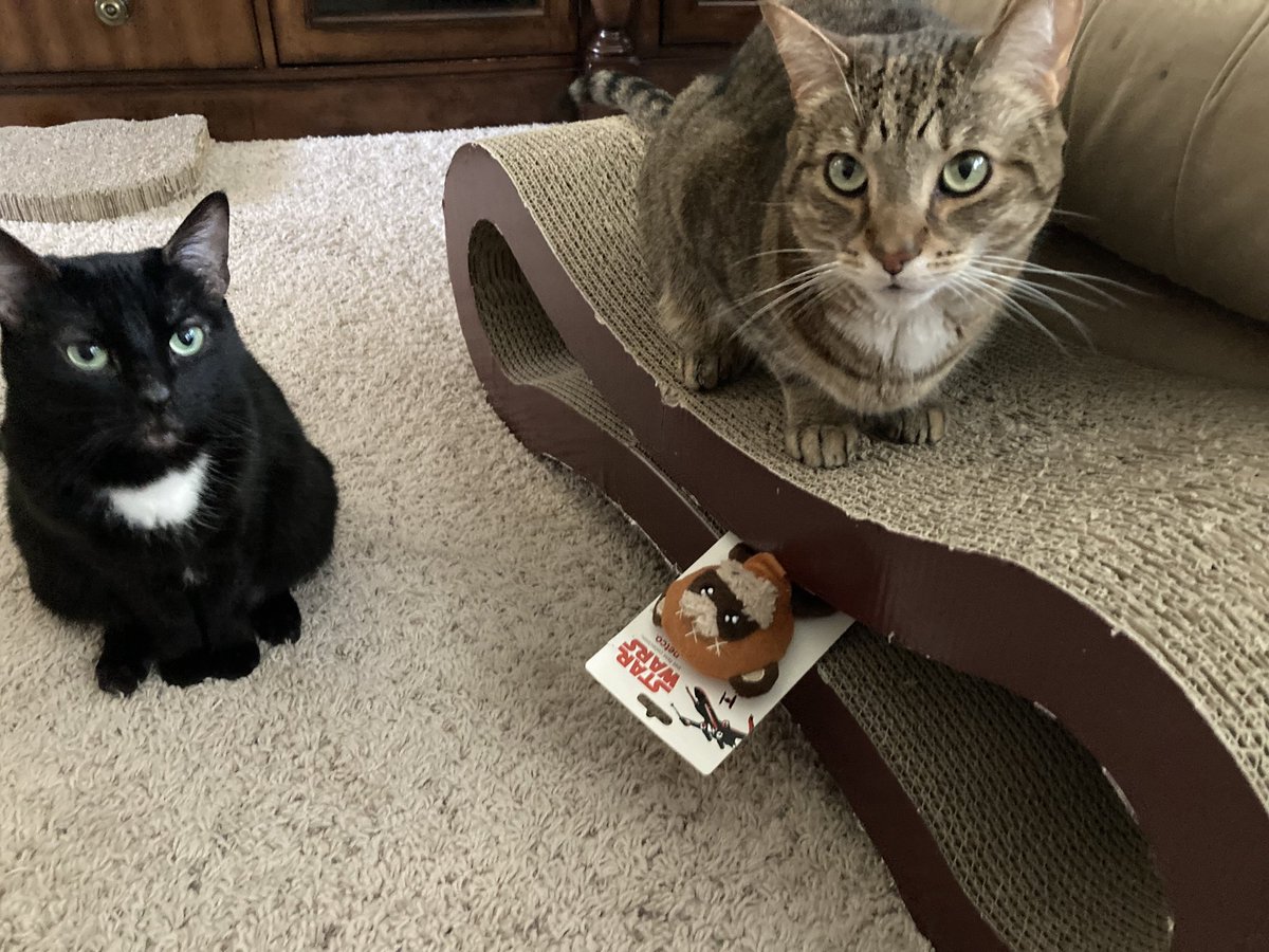 thekittycorp33's tweet photo. Happy #StarWarsDay from Claire and Watson #CatsOfTwitter 💙

 #MayThe4thBeWithYou 🐾 https://t.co/AH7gCjRLTu