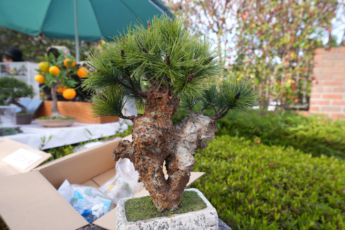 【激レア】RE BONSAI 九谷焼 RE盆栽 青【Man 岩本照愛用】 激レア】RE BONSAI 九谷焼 RE盆栽 青【SnowMan 岩本照愛用】