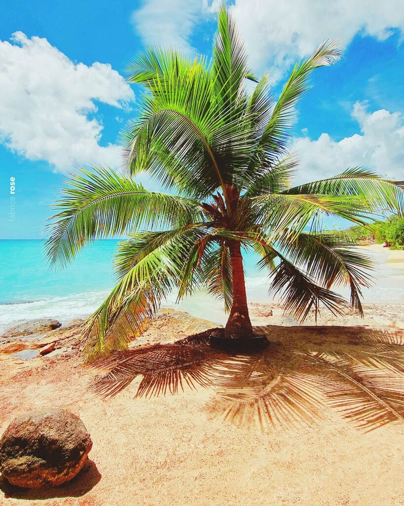 Mignon ce jeune cocotier sous un soleil de plomb au zénith ! Se mettre à l'ombre ou à l'eau ?

#martinique #ig_martinique #sainteluce #coconuttrees #caribbeanbeauty instagr.am/p/Cr1XCPwM5VQ/