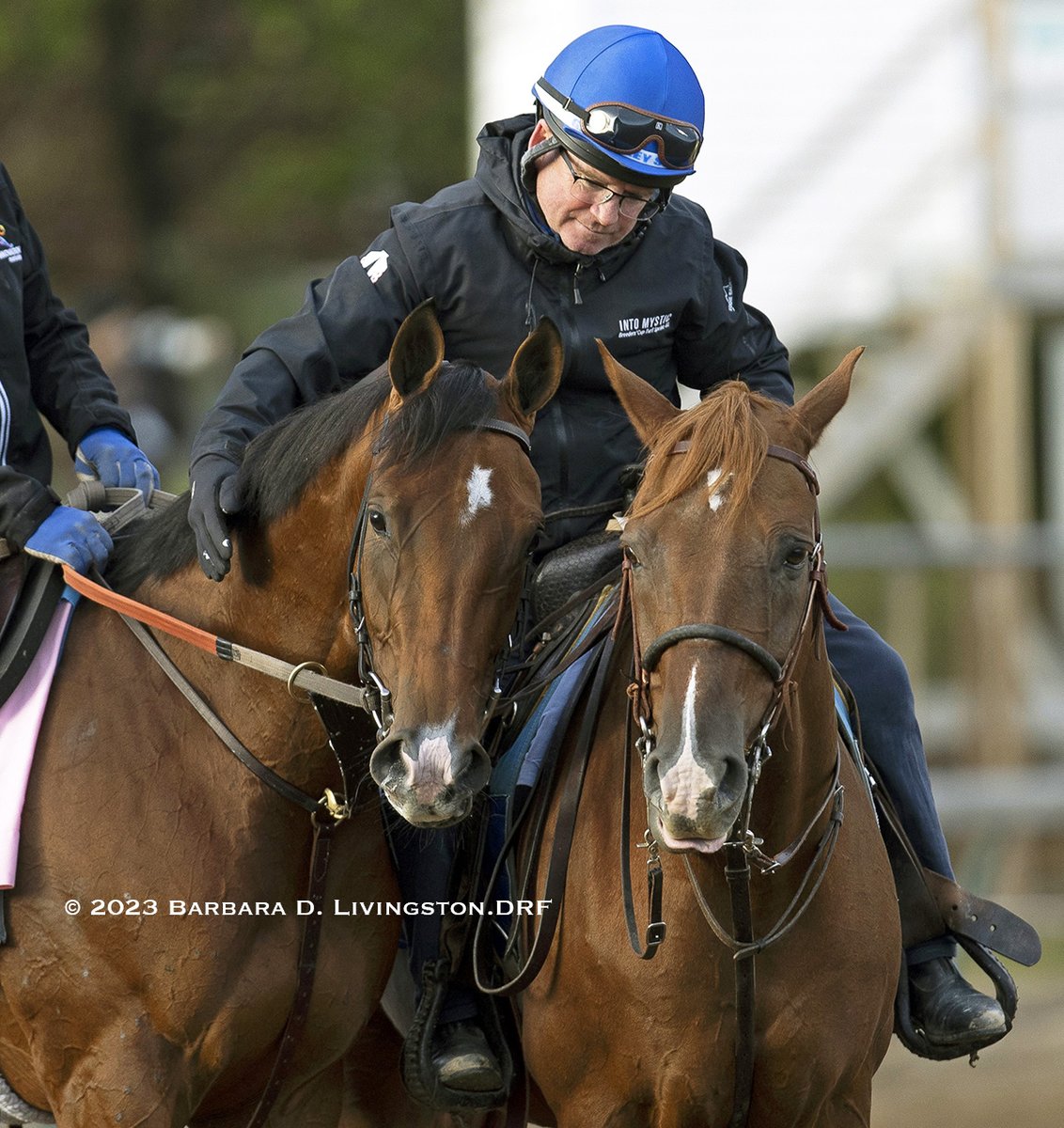Daily Racing Form on Twitter "RT DRFLivingston PRETTY MISCHIEVOUS