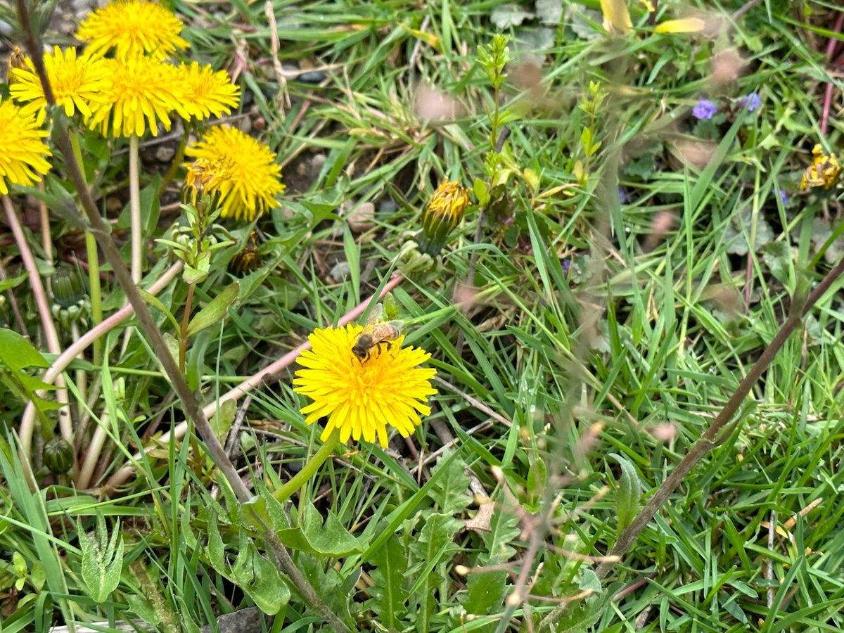 SarahDev_M22's tweet photo. Sitting outside to work today and watching this little guy and his buddies buzz around the yard. 

Don't kill those dandelions in the lawn folks. They're the earliest food for available for honey bees and other native pollinators. https://t.co/gOXaXGnTe2