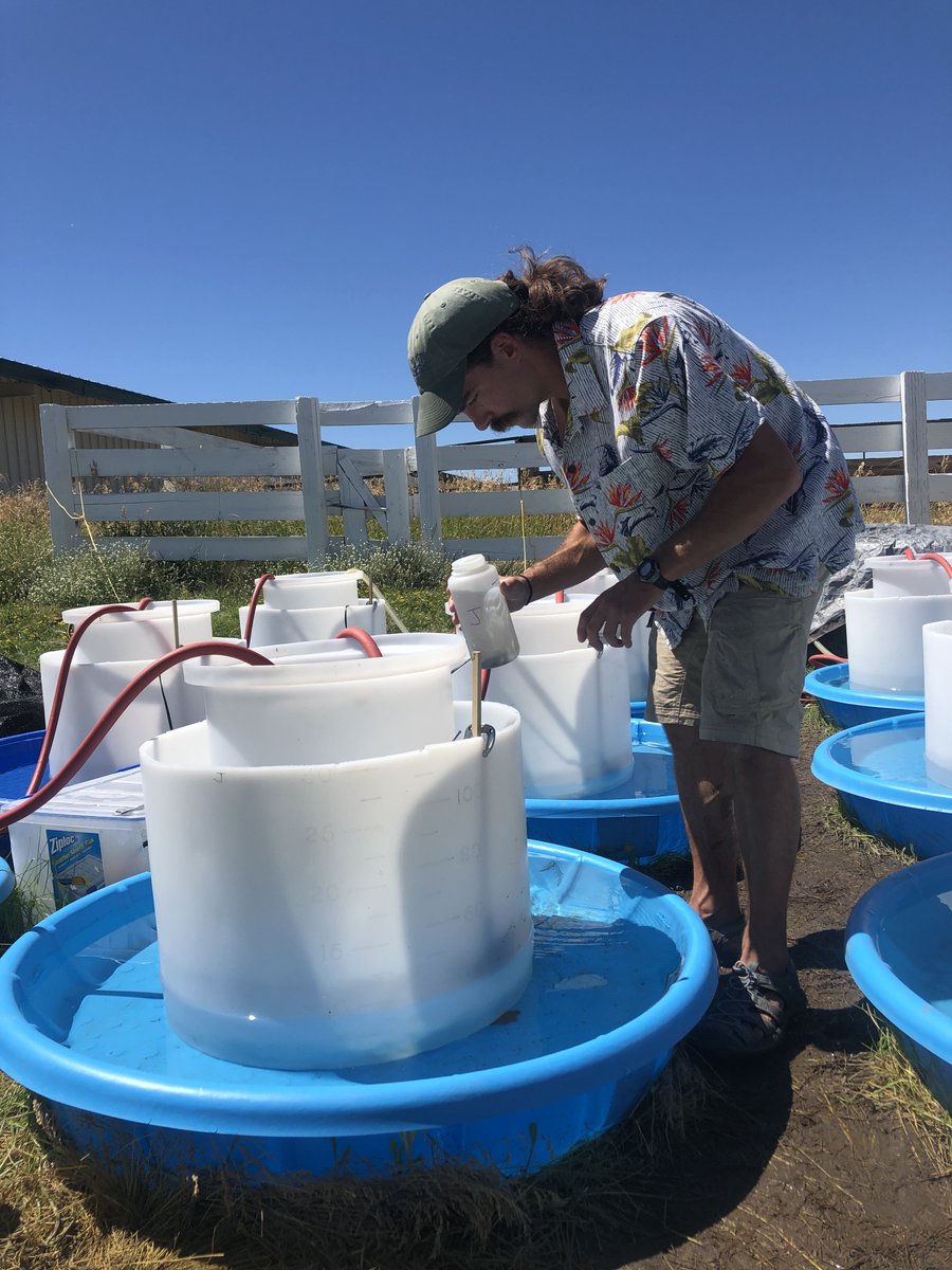 ecostoich's tweet image. STOICH Project team member and post-doc at UWYO @bbtumolo recently published in Ecology! Read more here: doi.org/10.1002/ecy.40…
@ESA_org @UWyonews 
#STOICH #stoichiometry