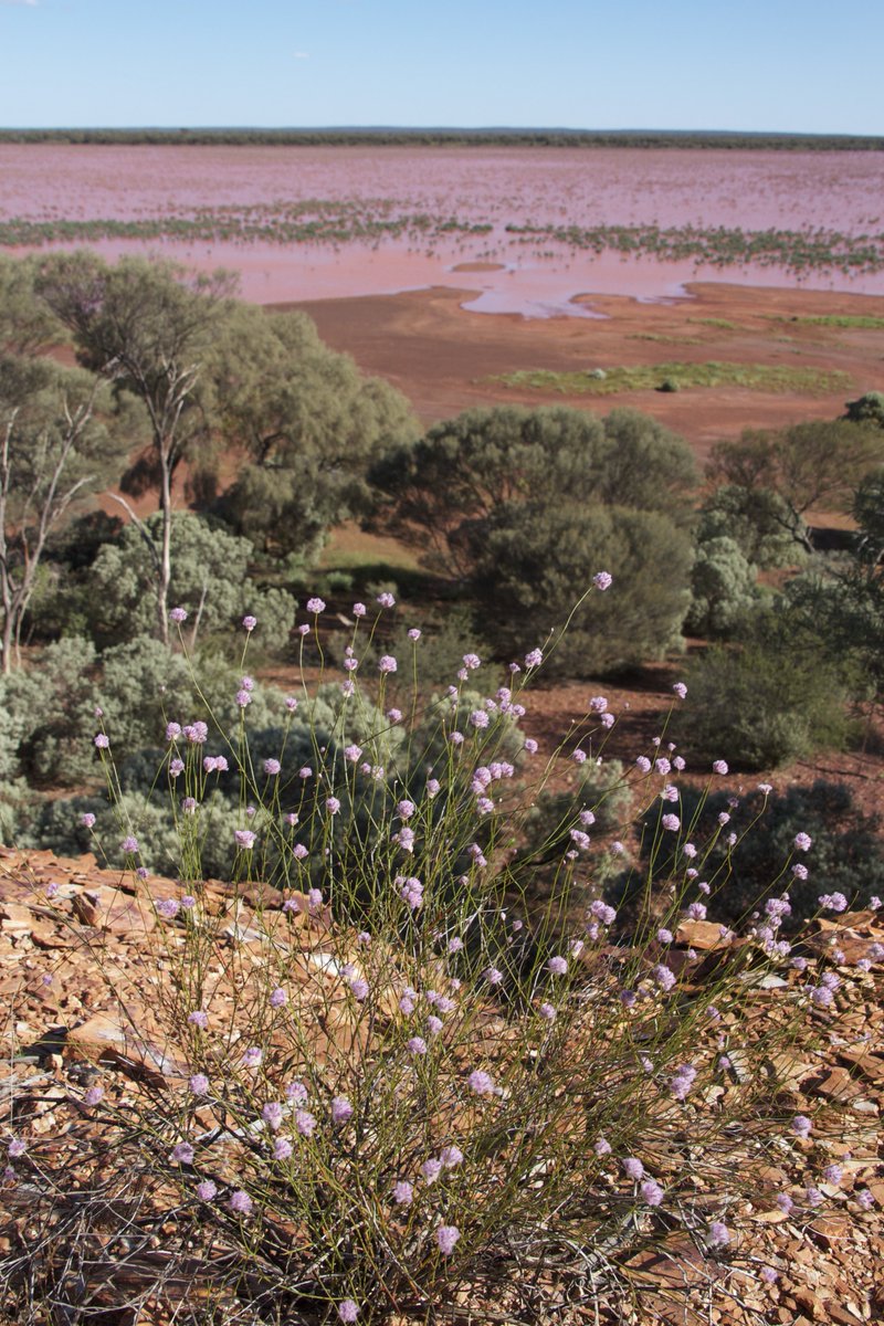 fabulous to see Matuwa recognised as a jointly managed national park with the local Martu people. 
it's a place close to my heart as I spent 7+ years working there, reintroducing bilby, mala, possums, boodies, golden bandicoots and shark bay mice. a 📸 #wildoz thread