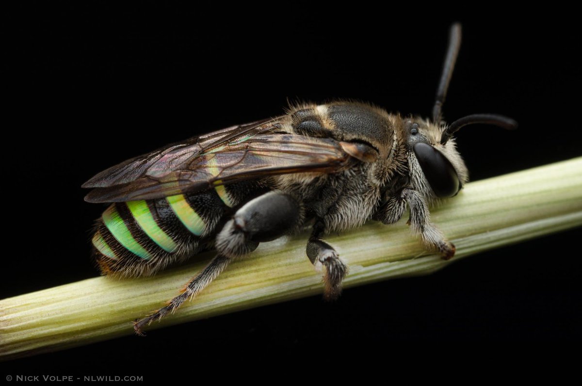 Have you ever seen a green striped bee? 🐝💚

Nomia Bees are beautiful native bees that can be found Australia wide! They are fantastic pollinators and can be found buzzing around flowers during the day! 🌸☀️