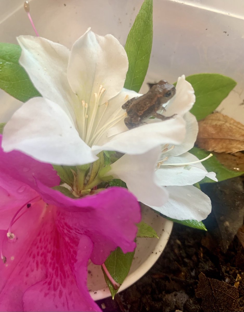 toad_tadpole's tweet photo. だいちゃん1.2 →1.5cmになりました❣️🐸☀️🎏
毎朝散歩(ご飯探し🍂🦗🐜)のおかげで健康生活✨ありがとう😊💕
#miyakotoad
#toadlet https://t.co/X0sAQM0zBG