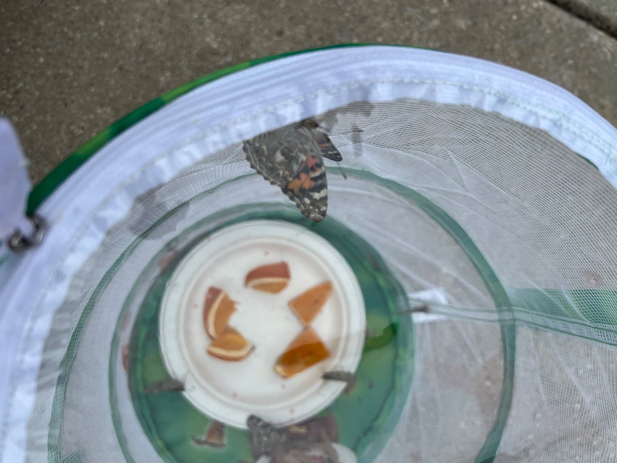 Miranda Surles tweet media