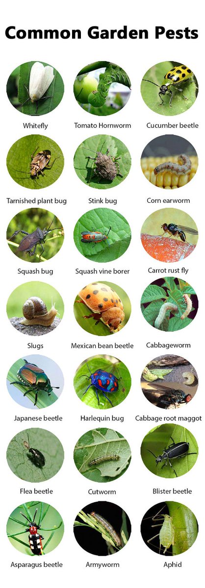THE TOP 7 GARDEN PESTS--WHAT WORKED + DIDN'T facebook.com/theseedguy We have 9 Heirloom Seed Packages in Stock, Our Individual Varieties, New Fall 2022 Harvest Seeds, and Sale Priced Now.  theseedguy.net/15-seed-packag…………………………………… #seeds #gardening #preppers