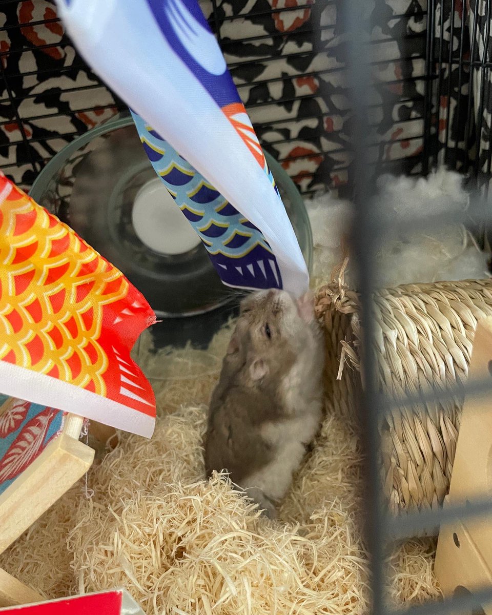 bakeneco11's tweet photo. 去年のこどもの日の愛ハム🐹
キャッチしてて可愛かったな🥲

#ハムスター
#こどもの日 https://t.co/VZKUzCIEIi
