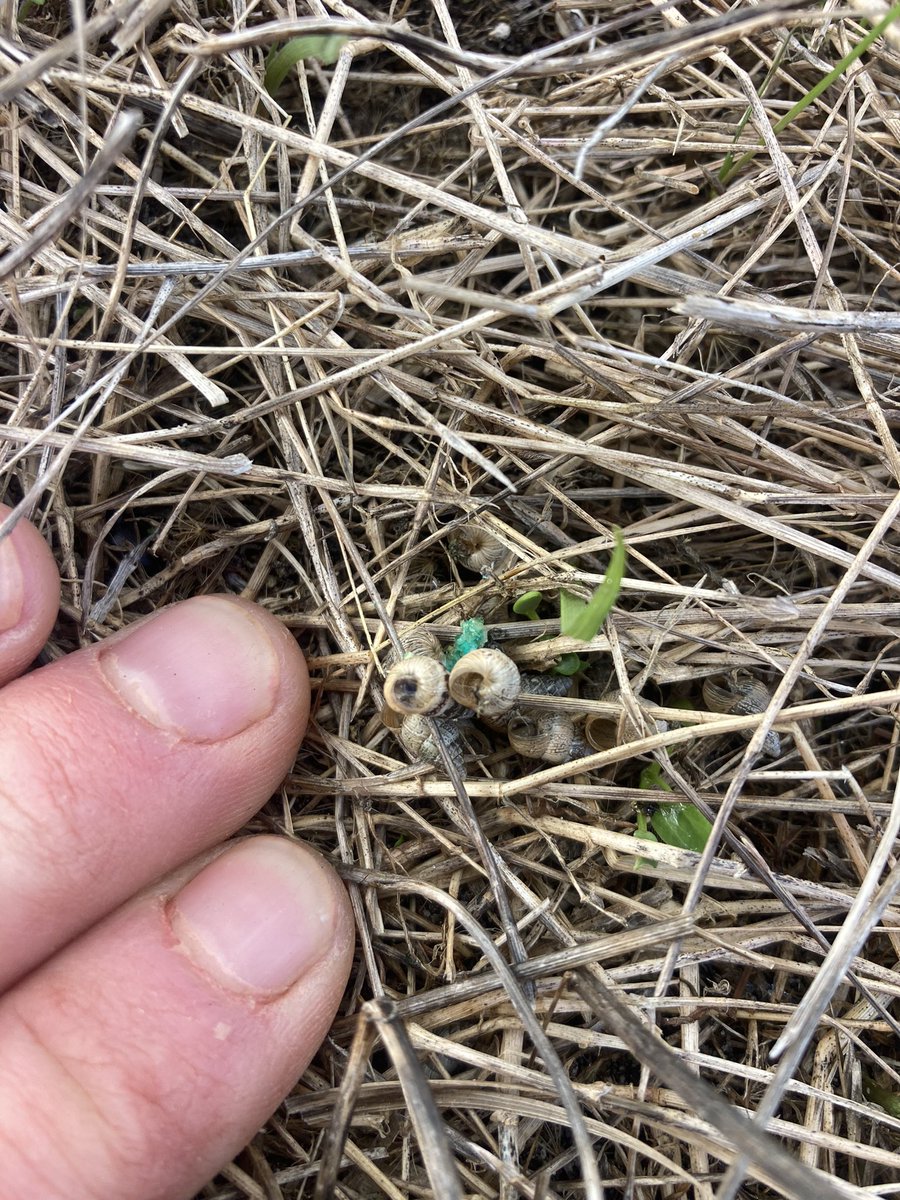 9 conical snails fighting over one bait 😳
