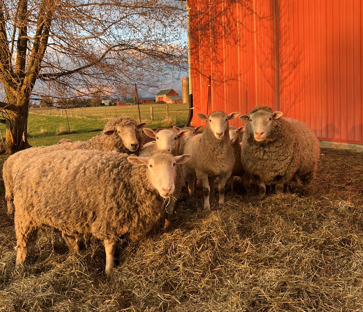 Boy have my lambs grown! 🐑

My ewes get their fleece off soon. Who’s ready for warmer weather? 🙋🏻‍♀️☀️