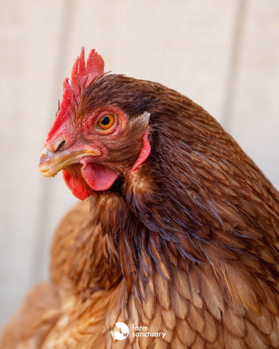 Happy #InternationalRespectForChickensDay! Meet Ashburn, a rescued hen who was deprived of motherhood at a factory egg farm. Celebrate with her by sponsoring her this Mother's Day with a one-time gift of $35 at the link below!

bit.ly/3LAo7Cn