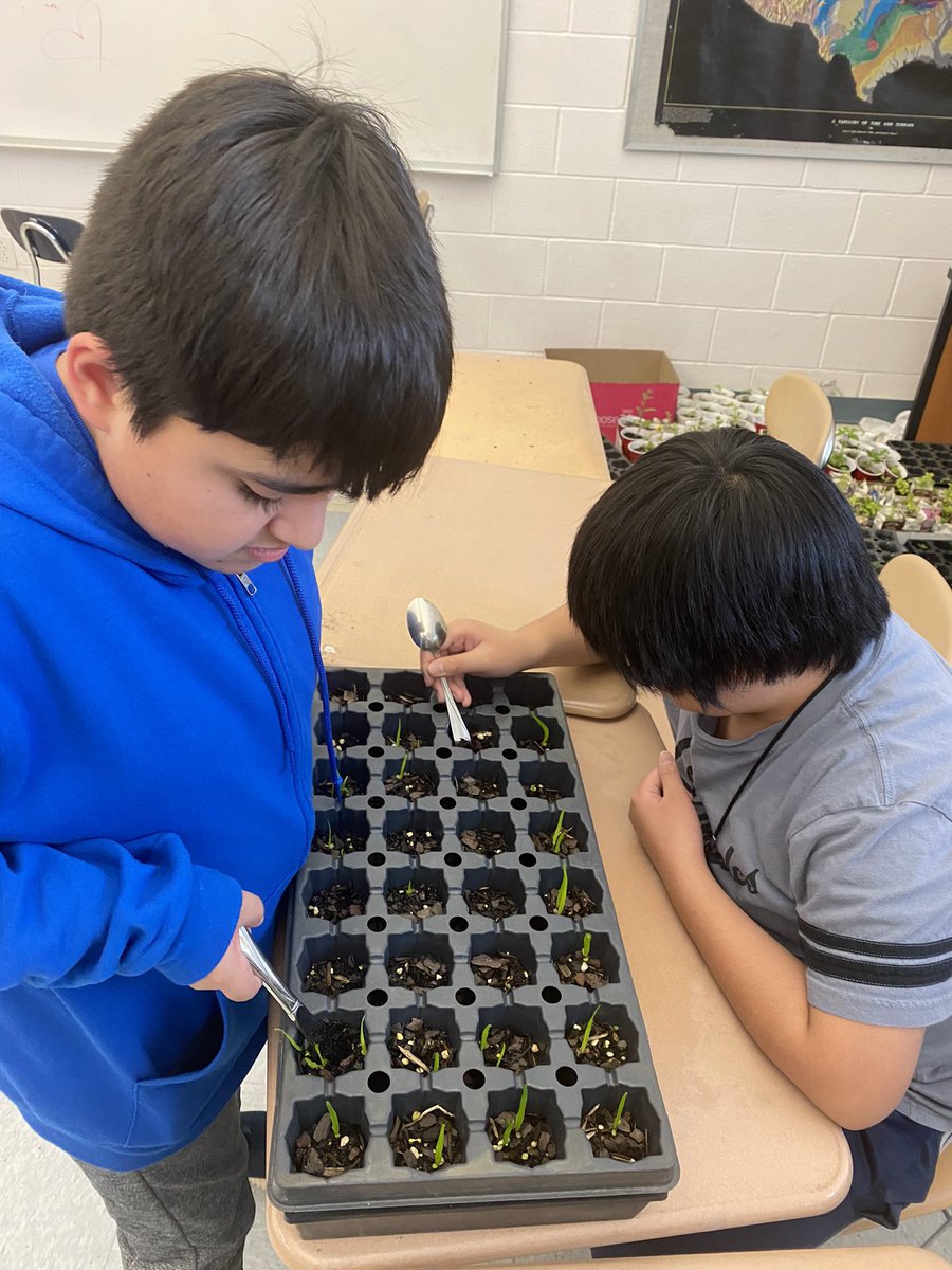 MHKProjectGreen's tweet photo. Oh, how our garden grows!  So many kids &amp; so many hours of hard work adding up to quite an array of native beauty! Today we thinned our plug seedlings &amp; carefullly transplanted extras into the empty plugs. So proud of our many green thumbs &amp; excited  for what’s to come!@EWRSDK12 https://t.co/RC0I9cyReu
