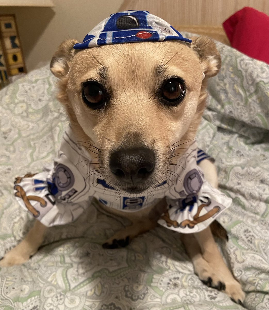 _thePFD's tweet photo. May the 4th be with you! #maythe4thbewithyou #R2D2 #starwarsday https://t.co/F999TcYe0L