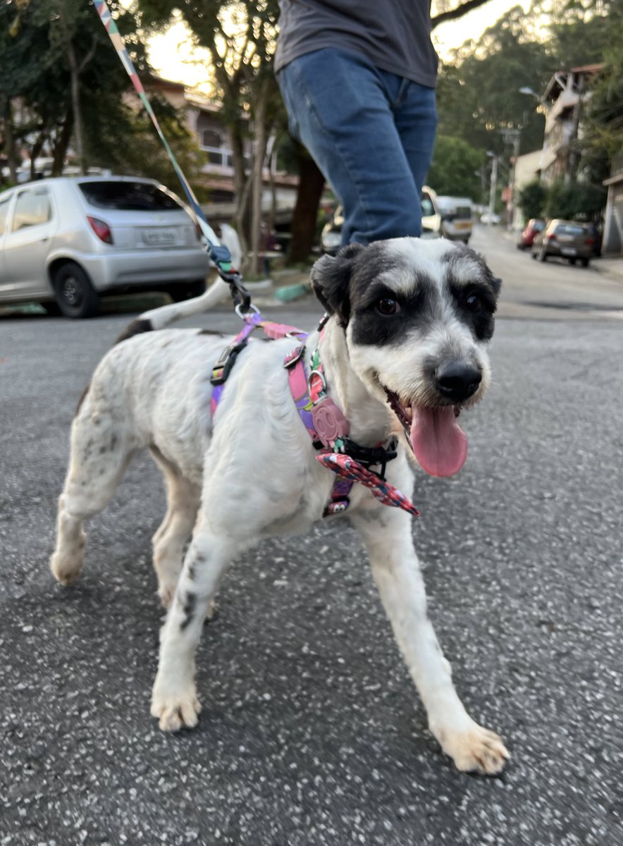 casadoviralata's tweet photo. Quero apresentar para vocês a Júlia, essa princesa linda de 1 ano, castrada, vacinada e vermifugada. Pronta para viver o privilégio da adoção em um lar definitivo repleto de afeto
Ela é desconfiada no começo mas com jeitinho já se entrega
Levo até você pela capital de São Paulo+ https://t.co/wGDOWKziu8
