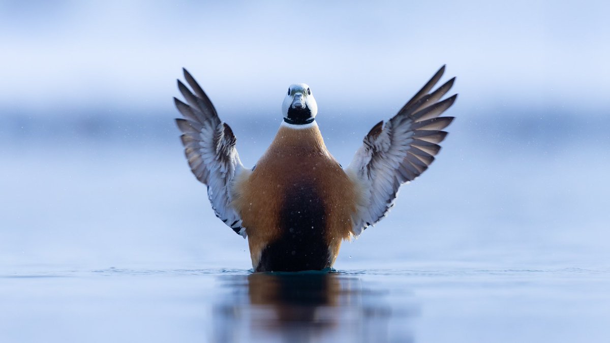 Arctic ducks are pretty cool youtu.be/kAztr0D1M5I