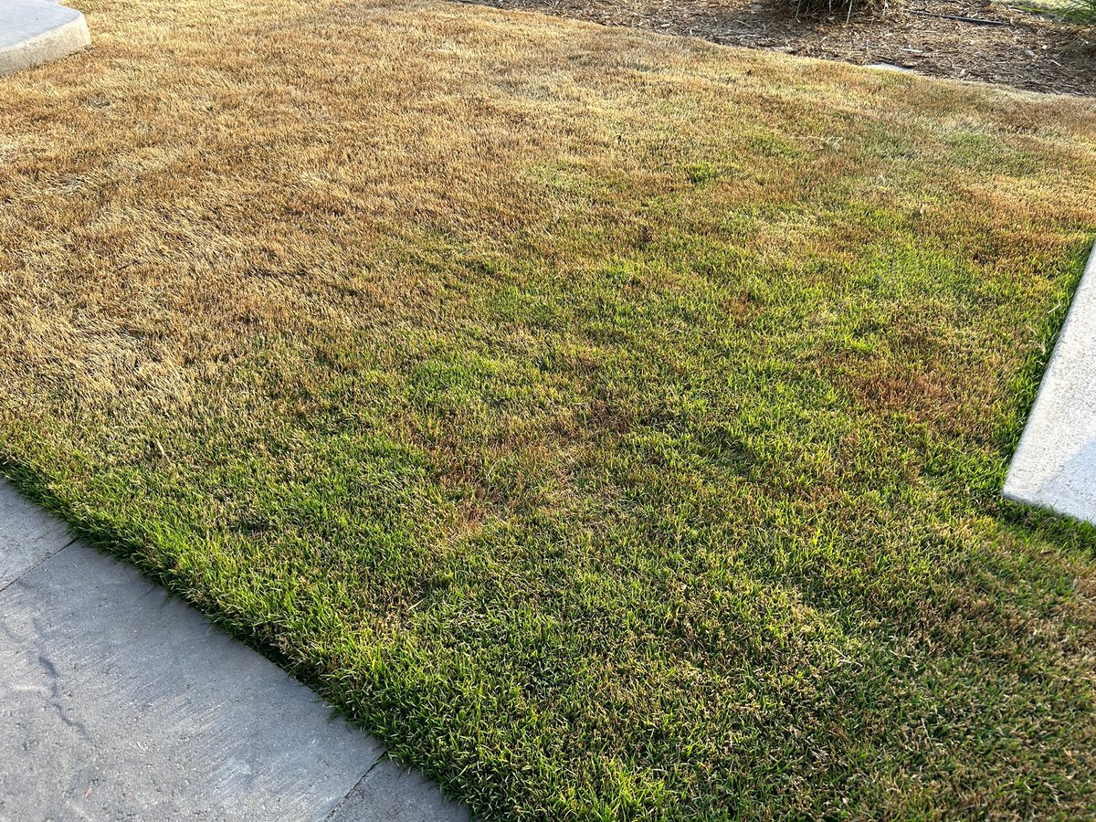 Its waking up! #Tahoma31 is greening up in Littleton, CO near hardscapes and heatsinks. If you have not mowed it, lower your mower, bag the clippings and scalp it down. This will help it green up. Wait a few weeks to fertilize and very little water. It just needs heat to green up