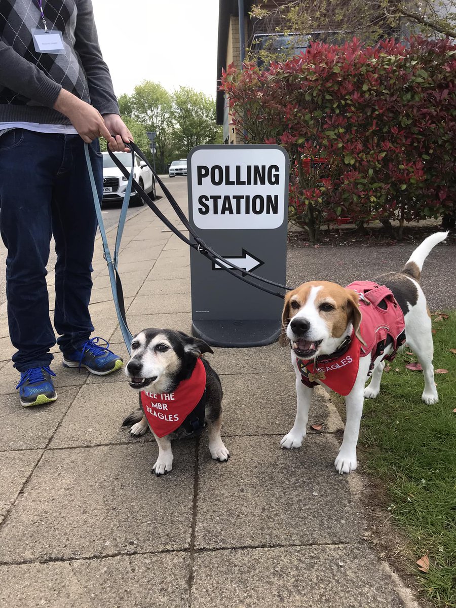 #dogsatpollingstations  Buddy and Snoopy 
#FreeTheMBRBeagles
 #UntilEveryCageIsEmpty