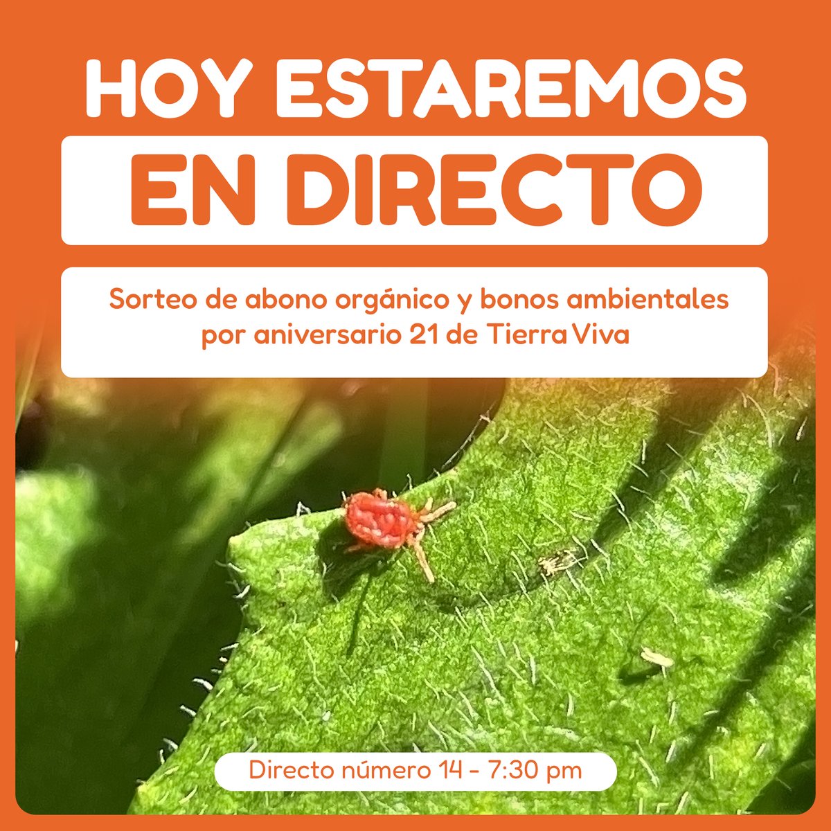 vivaktv's tweet photo. No te pierdas el directo número 14, directo especial donde sortearemos abono orgánico y bonos ambientales por el aniversario #21 de #TierraViva. 🎉

Hora: 7:30 pm https://t.co/sKGTeB1ieR