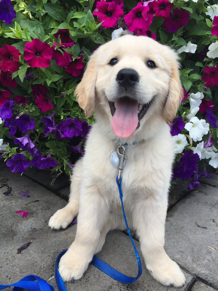 “Since I turned 6 this week, here’s a #ThrowbackThursday to when I was just a young pup!”
—Pete
#dogsoftwitter #brookshaven #dog #dogcelebration #goldenretriever #goldenretrieverpuppy #grc #cutenessOVERLOAD #cute