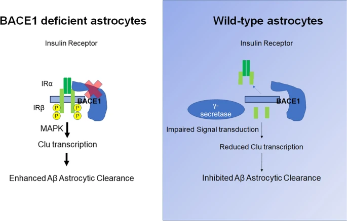 MolNeuro's tweet photo. '#BACE1 regulates expression of #Clusterin in #astrocytes for enhancing clearance of β-amyloid peptides'

John Zhou...Riqiang Yan @UConn @UConnResearch

https://t.co/T5PBKzgGmt https://t.co/oiSxtpJQzR